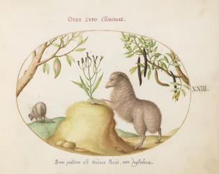 Plate 23: A Fat-Tailed Sheep, a Sheep with a Long Tail, a "Cassia purgatrix," and Other Plants