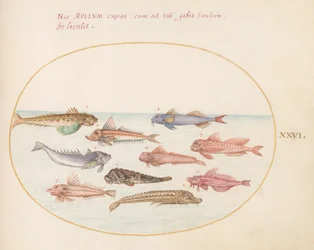 Gurnards, Dragonets, and Other Fish (Plate 26)