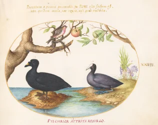 A Duck(?), A Coot, and a Rosefinch(?) (Plate 27)