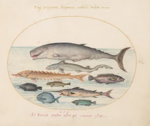 Sperm Whale, Sturgeon, Shark, and Other Fish (Plate 2)
