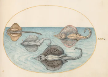 Plate 30: Four Rays