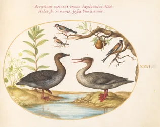 Duck, Merganser, and Three Goldfinches (Plate 31)