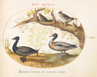 Plate 33: A Pair of Bohemian Waxwings, a Shelduck (?), and a Brant Goose with a Ginger Plant