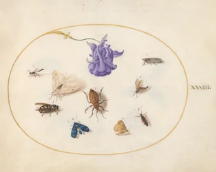 Moth and Butterfly with other Insects and a Columbine Flower (Plate 33)