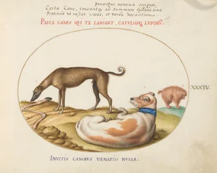 Plate 34: Three Dogs, Including a 