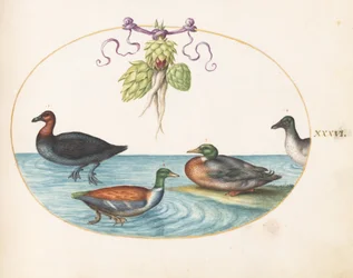 Plate 36: Red-Breasted Merganser, Shoveler, and Mallard, and Duck with Artichokes