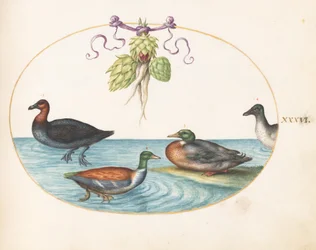 Plate 36: Red-Breasted Merganser, Shoveler, and Two Other Water Birds with Artichokes