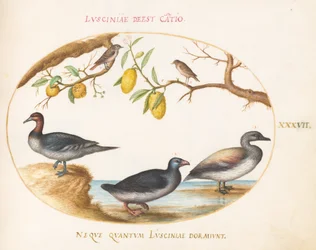 Plate 37: Three Waterfowl with Two Birds Perched in Citrus Trees
