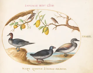 Plate 37: Three Waterfowl with Two Nightingales(?) Perched in Citrus Trees