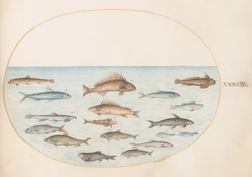 Plate 43: Fifteen Fish