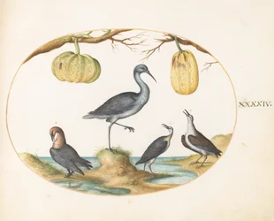 Plate 44: Godwit (?) and Sandpipers with Two Gourds