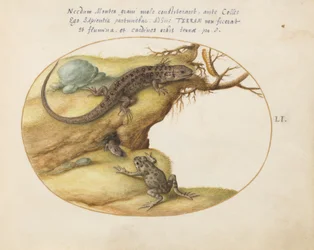 Plate 51: Two Sand Lizards, a Common Parsley Frog (?), and a Caterpillar