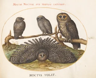Plate 55: A Tawny Owl, an Eagle Owl, and Two Other Owls