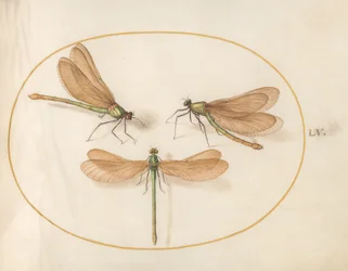 Plate 55: Three Green Dragonflies with Brown Wings