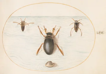 A Diving Beetle and Two Views of a Backswimmer (Plate 57)