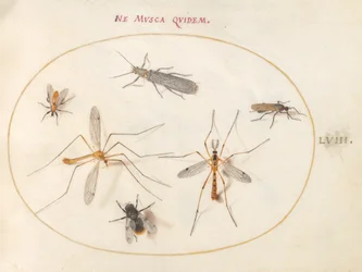 Plate 58: A Bee and Five Other Insects