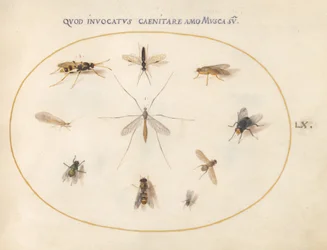 Flies and Other Insects