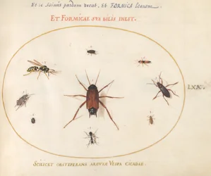 A Roach Surrounded by Insects