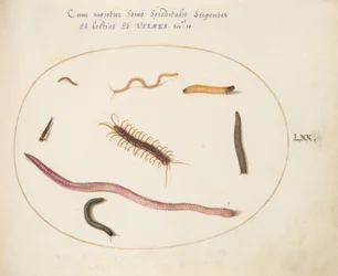 Plate 70: Worm, Centipede, Millipede, and Other Long Creatures