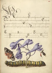 Scarlet Tiger-Moth, Larkspur, Insect, and Caterpillar