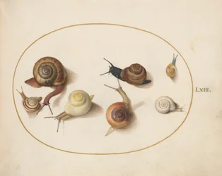 Snail, c.1575-80