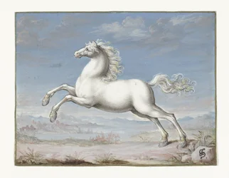 White horse