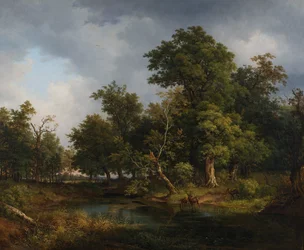 Forest Landscape