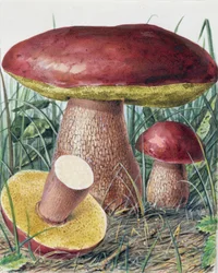 Study of Fungus