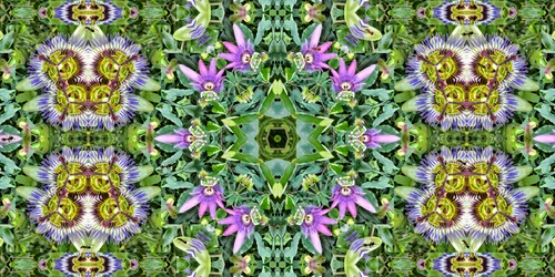 Creatures: Ants in the Passion Flower Field