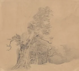 Group of Trees