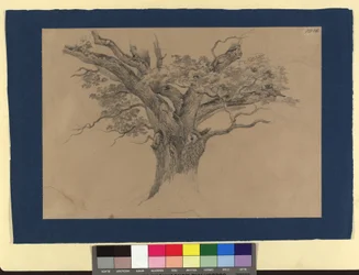 Study of a Tree