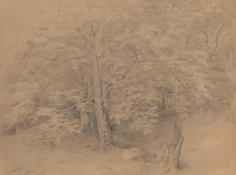 Study of a Tree