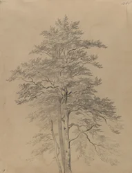 Study of a Tree