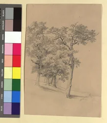 Tree Study