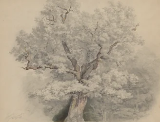 Tree Study from Laxenburg