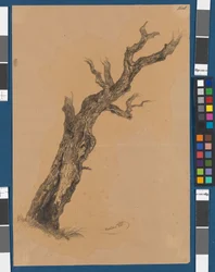 Bare Tree - Study of a Tree