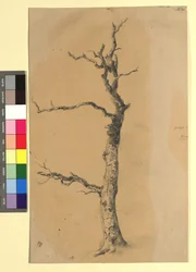 Study of a Bare Tree