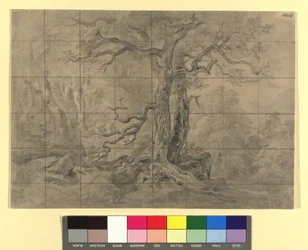 Forest Landscape