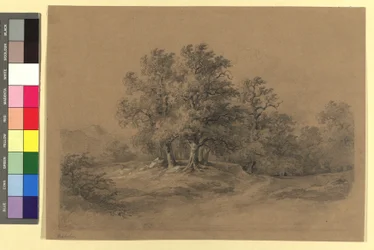 Forest Landscape