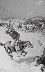 Cattle-Mustering in Queensland