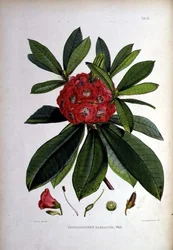 Rhododendron: Barbatum, lithograph by Walter Hood Fitch