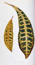 Croton leaf variegata. Botanical board in 