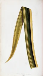Leaf of Ananassa Sativa Variegata. Botanical plank in The colourful foliage plants