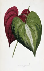 Yam Leaves in 2 Colors (Dioscorea Discolor). Botanical Board in 