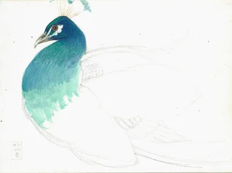 Peacock looking left, 14.VI.1900, 1900