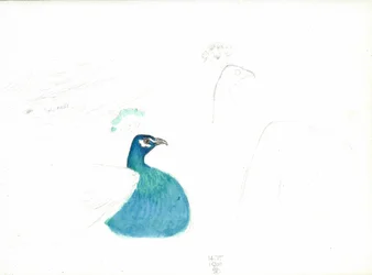 Peacock looking right, 14.VI.1900, 1900