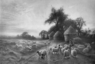 Sheep Feeding