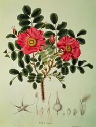 Rosa Rugosa, from 
