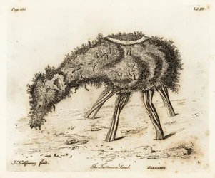The Vegetable Lamb of Tartary