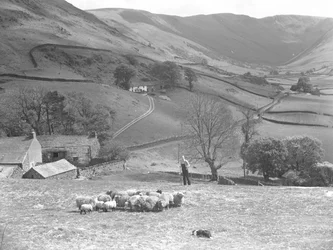 A Shepherd and His Sheepdog Control a Flock of Sheep in a Field at Martindale